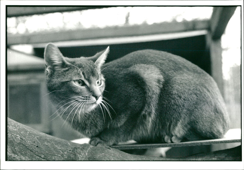 Cat. - Vintage Photograph