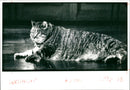 Cat. - Vintage Photograph