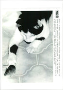 The fatal meeting of Tom and Jerry. - Vintage Photograph