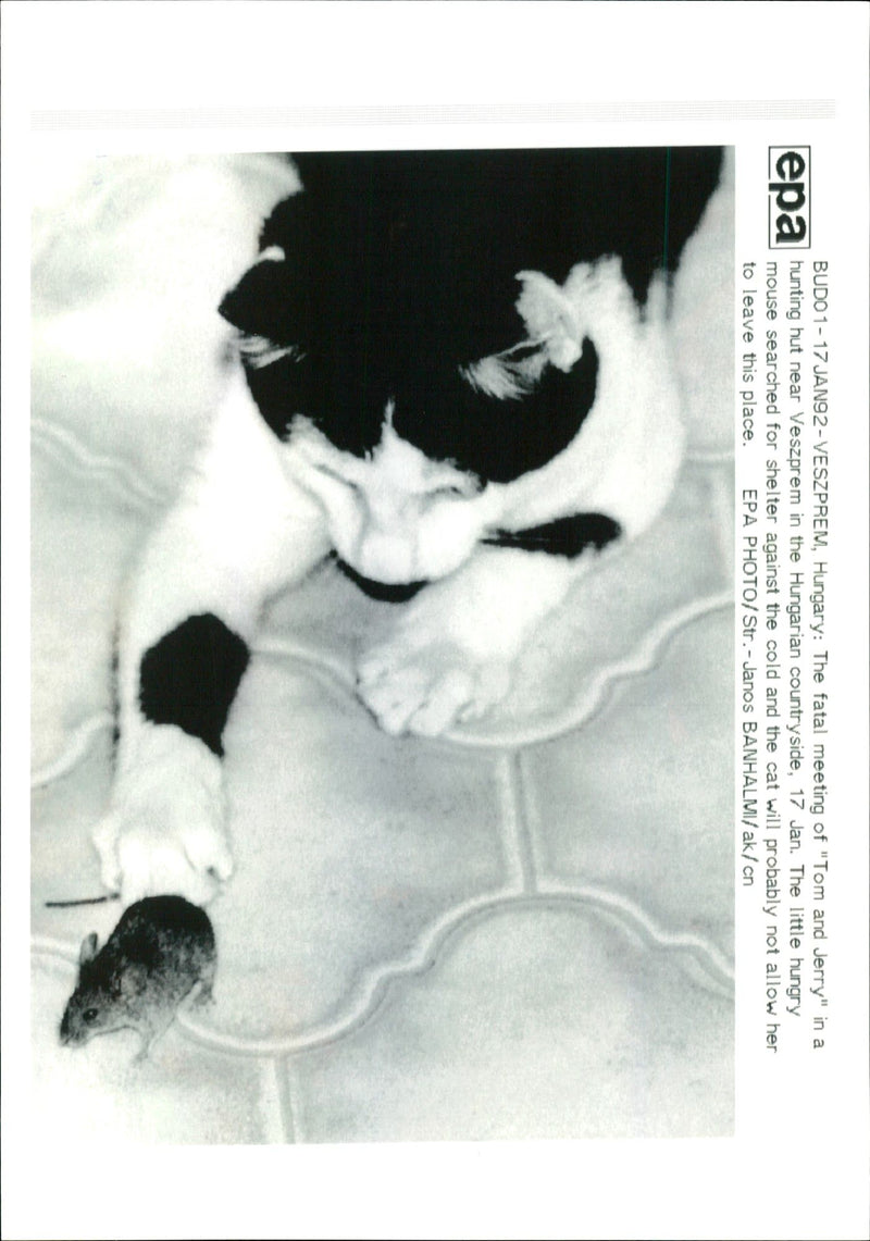 The fatal meeting of Tom and Jerry. - Vintage Photograph