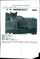 The Burmese Cat. - Vintage Photograph