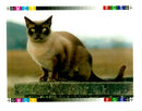 The Burmese Cat. - Vintage Photograph