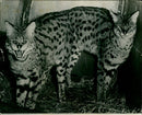 Rare siamese wildcats. - Vintage Photograph
