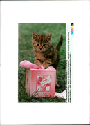 Sneezy the kitten who is allergic to humans. - Vintage Photograph