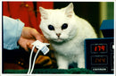 Enid the cat has her blood pressure. - Vintage Photograph