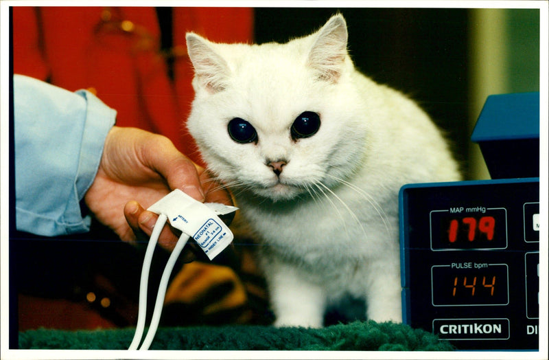 Enid the cat has her blood pressure. - Vintage Photograph