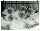 The siamese cat club show at the Seymour Hall. - Vintage Photograph
