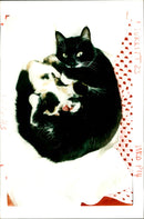 Tiddles with her kittens. - Vintage Photograph