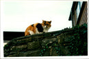 Devonshire Cat. - Vintage Photograph