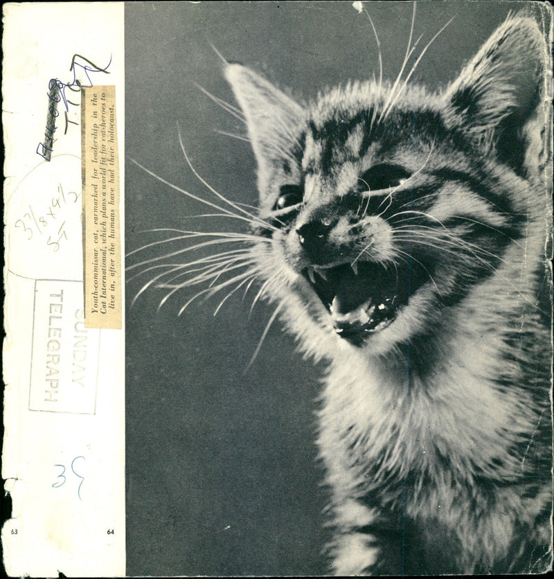 Youth commissar cat. - Vintage Photograph