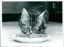 Cat. - Vintage Photograph