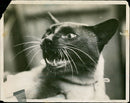 Cat. - Vintage Photograph