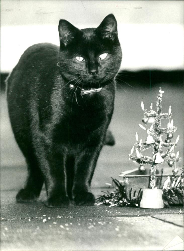 One of the six cats on the British Museum. - Vintage Photograph