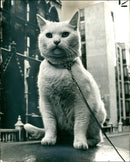 Arthur after his visit to the High Court. - Vintage Photograph