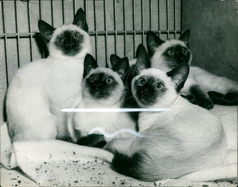 A litter of Siamese kittens. - Vintage Photograph