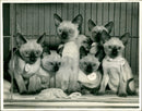 Siamese Kittens. - Vintage Photograph