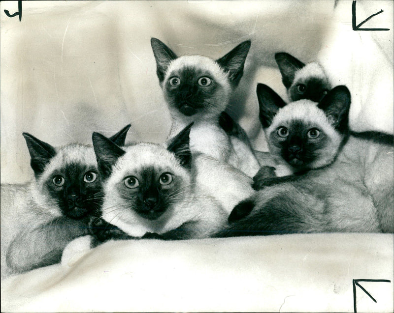 Three Siamese Kittens. - Vintage Photograph