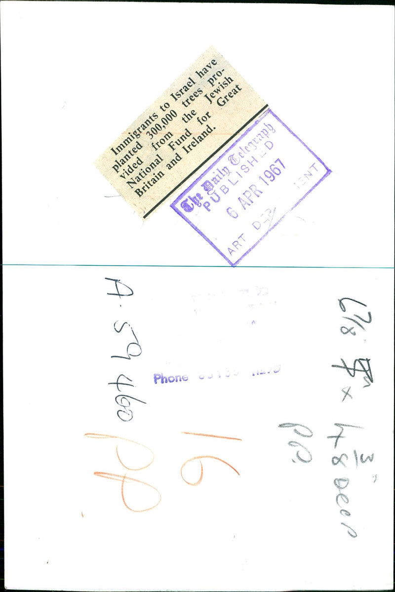 Planted trees in Israel - Vintage Photograph