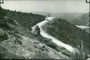 Planted trees in Israel - Vintage Photograph