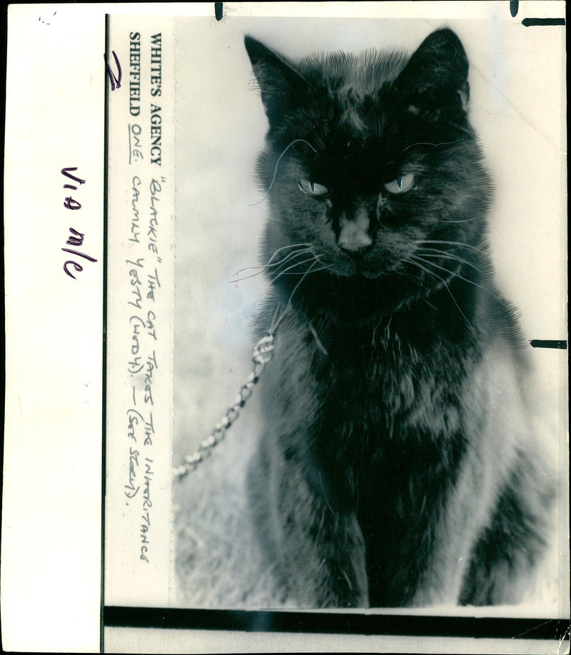 Blackie the Cat. - Vintage Photograph