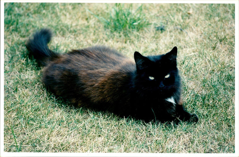 Long Haired domestic cat. - Vintage Photograph