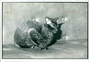 Onyx a chinchilla a serious case of neglect. - Vintage Photograph