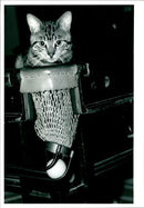 Cat. - Vintage Photograph