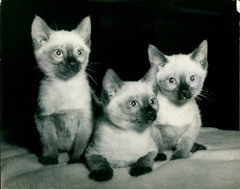 A charming trio of siamese. - Vintage Photograph