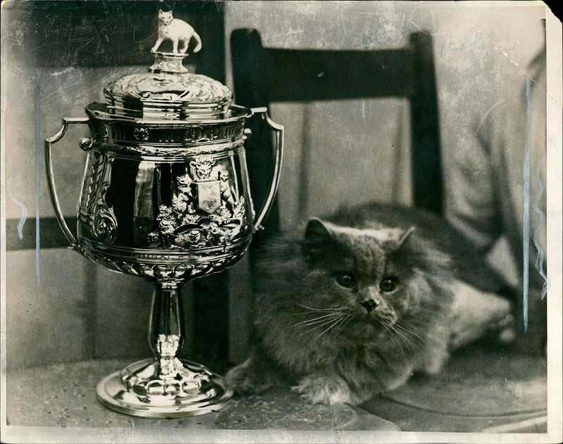 Mr. Bayeley's Benjamin the cat. - Vintage Photograph