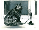 An ex-stray tabby cat. - Vintage Photograph