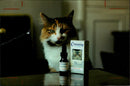 Primrose oil perk up puss. - Vintage Photograph