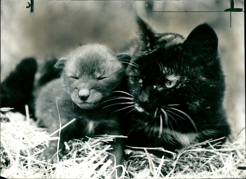 Dozing and snuggling. - Vintage Photograph