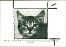 Cats eye. - Vintage Photograph