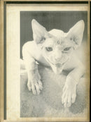 CATS ANIMAL AST DES ANIMALS ANIMS - Vintage Photograph