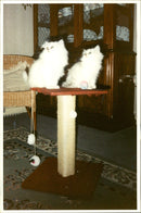 Two White Cat. - Vintage Photograph