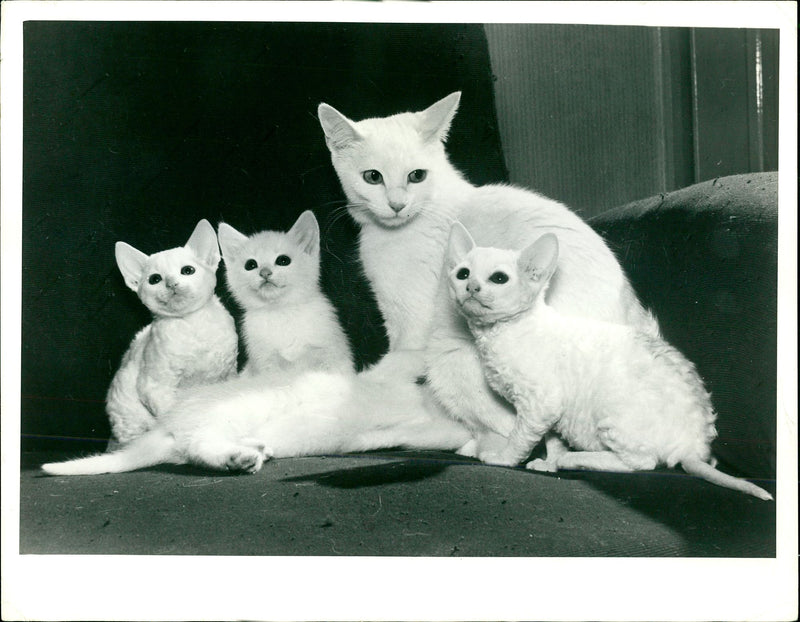 Cat. - Vintage Photograph