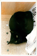 Stowaway Cat. - Vintage Photograph