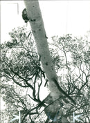 Charlie clinging the Cat. - Vintage Photograph