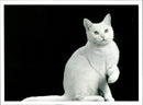 White Cat. - Vintage Photograph