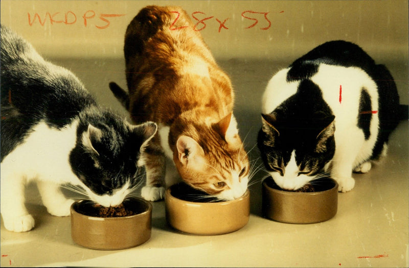 Three cats eating together. - Vintage Photograph