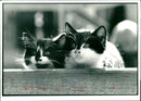 Pet week National. - Vintage Photograph