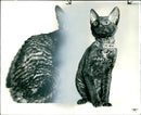 Curly Cat emigrates. - Vintage Photograph