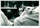Cat. - Vintage Photograph