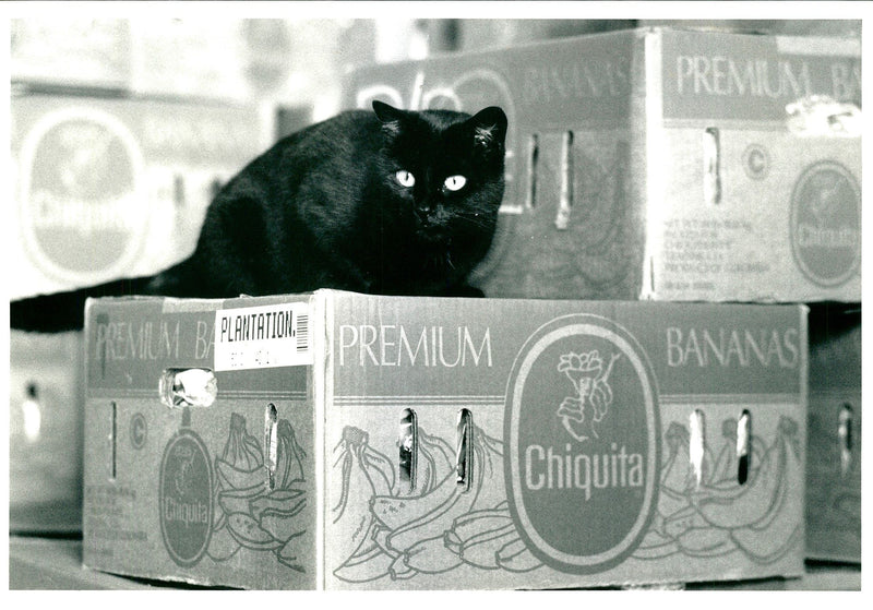 Black Cat - Vintage Photograph