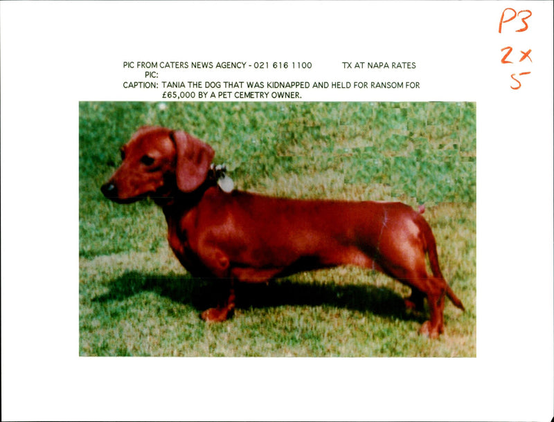 Tania has never been seen again - Vintage Photograph