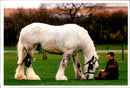 Whitbread Shires 'Jacob' with his trainer - Vintage Photograph