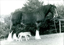 'Buttons' the Shetland Pony with her foal 'Percy' - Vintage Photograph