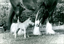 'Buttons' the Shetland Pony with her foal 'Percy' - Vintage Photograph