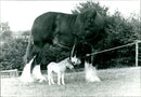 'Buttons' the Shetland Pony with her foal 'Percy' - Vintage Photograph