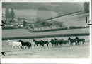Ponies running free at Over Stowey. - Vintage Photograph